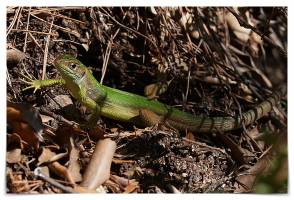 Laurent SERGEANT - Drone inspir